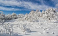 In winter garb 2015