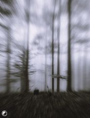 "depressed forest" 2012