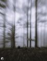 "depressed forest" 2012
