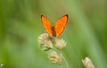 ohniváčik veľký - Lycaena dispar