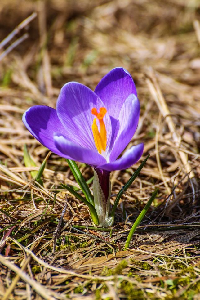 Crocus heuffelianus