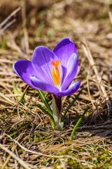 Crocus heuffelianus