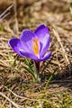 Crocus heuffelianus