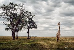 Keňa 2015  žirafa