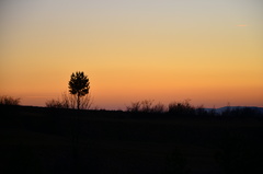 Alone, but beautiful