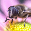 Syrphidae pred obedom