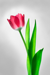 Tulipán