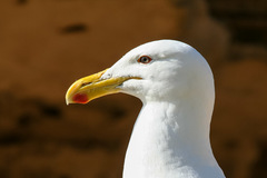 portrét