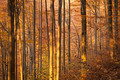Jesenný bukový les