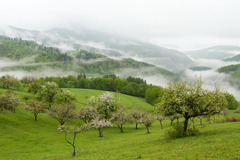 Po daždi
