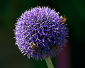 guľa
