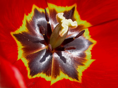 tulipán