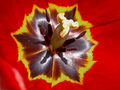 tulipán