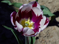 tulipán