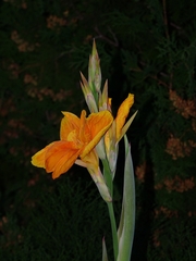 oranžová