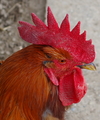 portrét