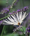 levandula