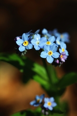 Myosotis palustris