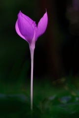 Colchicum autumnale