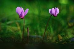 Cyclamen fatrense