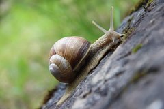 Helix pomatia