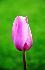 Tulipan