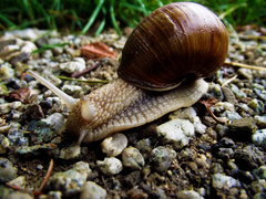Macro-Slug
