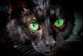 Black cat