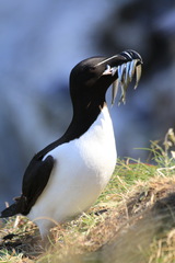 razorbill