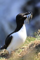 razorbill