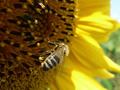 včela na slnečnici