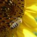 včela na slnečnici