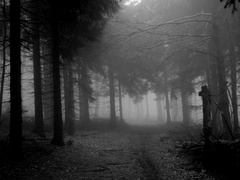 Dark forest