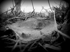 meadow trap