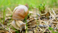 Slimák v tráve