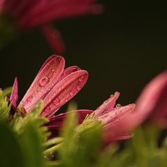 Drops