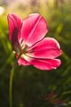 Slnkom objatý tulipán