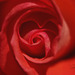 Ruža so srdcom