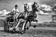 Horses run again