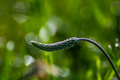 Linie prirody