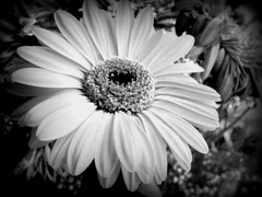 black'n'white flower