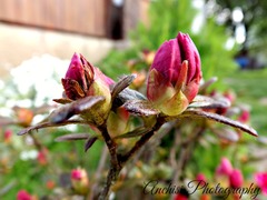 Nature #02