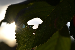 Mushroom in the leaf