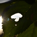 Mushroom in the leaf