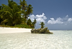 Saona