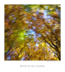 Když se les usmívá