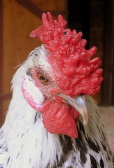 Portrét