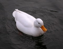 Kačka