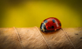 Coccinella septempunctata