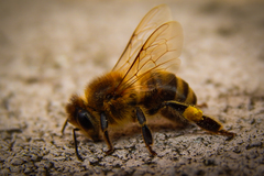 Včela medonosná - Apis mellifera